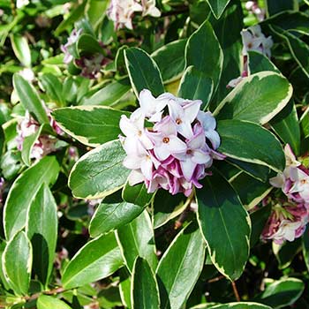  Daphne Pianta sempreverde