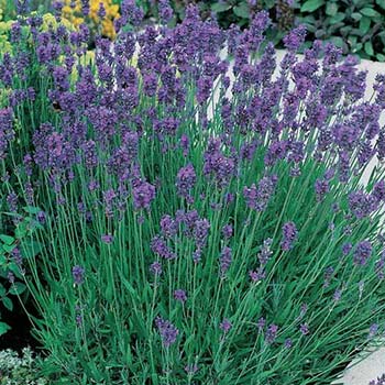  Lavanda Pianta sempreverde