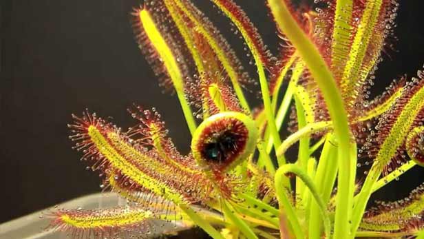 Drosera piante carnivora zanzare