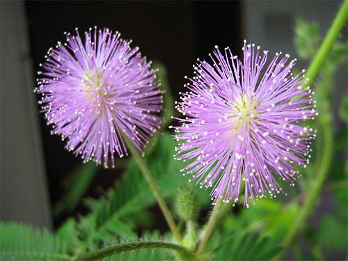 mimosa pudica fiore