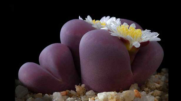 lithops-cura