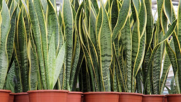 Sansevieria Trifasciata