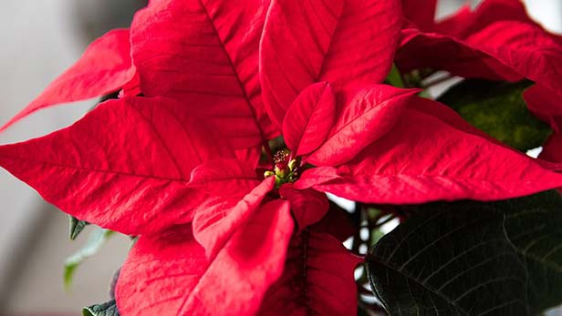 Come Curare La Stella Di Natale Pianta In Casa.Come Curare La Stella Di Natale Le Tecniche Per Farla Durare Pianteinforma It