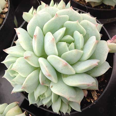 Echeveria Elegans