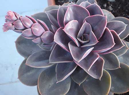 Echeveria-perle-von-nurngerg