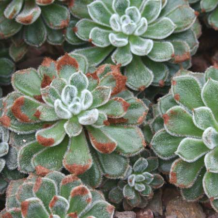 Echeveria Setosa