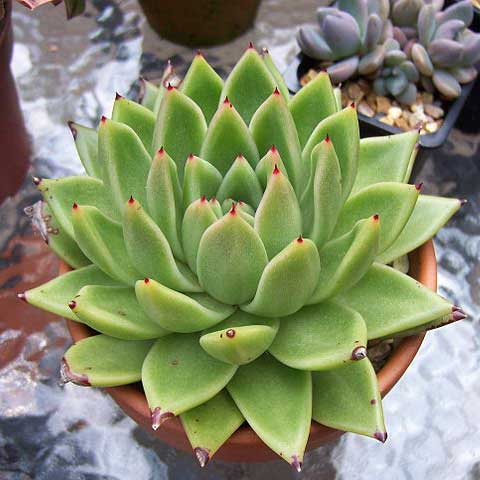 Echeveria Agavoides