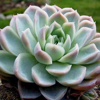 Echeveria Derenbergii