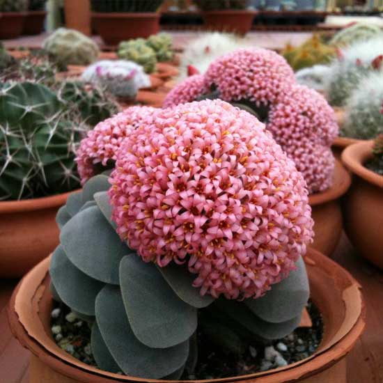 Crassula-Morgans-Beauty