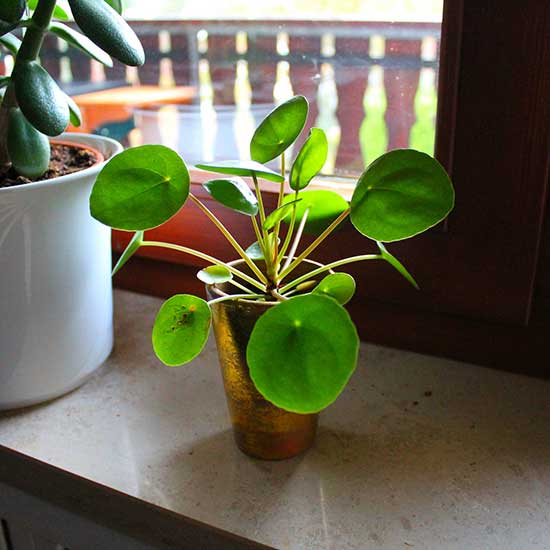 Pilea Peperomioides