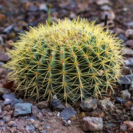 echinocactus-grusoni