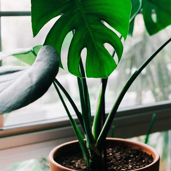 Monstera deliciosa