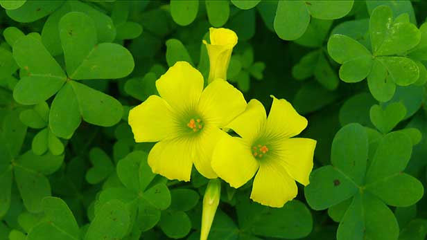 oxalis