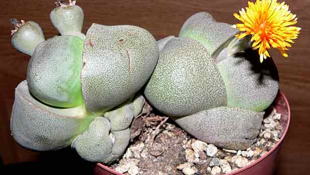 Pleiospilos_nelii