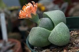 Pleiospilos_nelii_