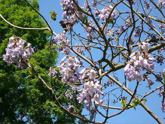 Albero a crescita rapida paulonia