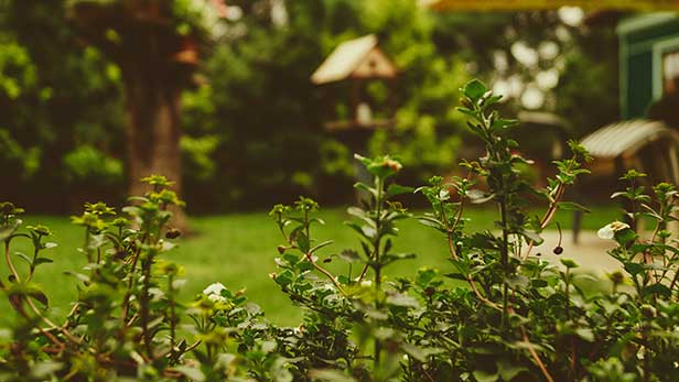 7 Alberi A Crescita Rapida Per Il Tuo Giardino Pianteinforma It