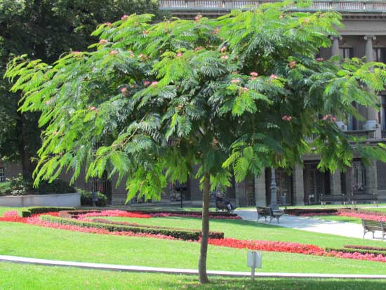 Albero a crescita rapida albizia