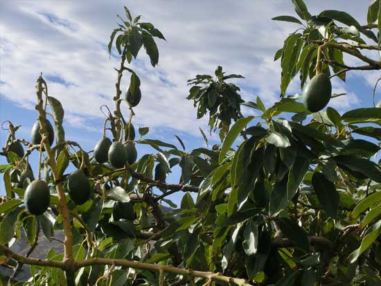 Albero a crescita rapida avocado