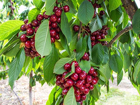 7 Alberi A Crescita Rapida Per Il Tuo Giardino Pianteinforma It