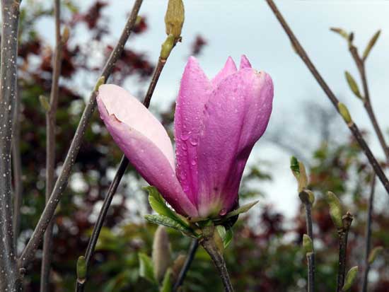 albero a crescita rapida magnolia jane