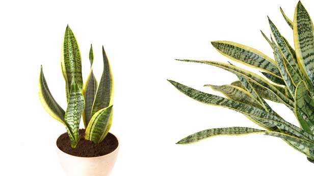 Sansevieria Laurentii 