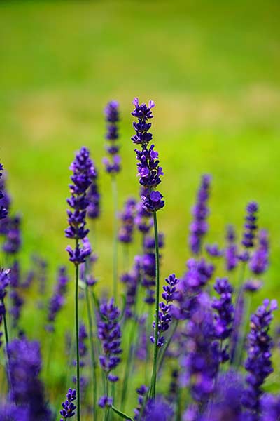 lavanda in fiore