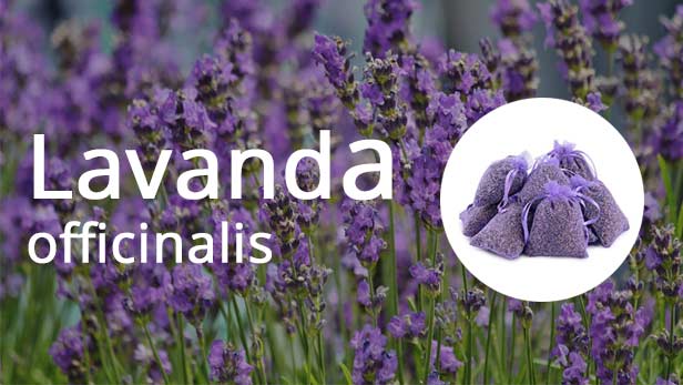 Lavanda officinale coltivazione