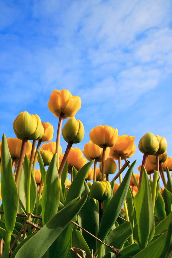 var. Tulip Candela