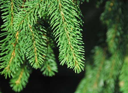  Abete Rosso Peccio- Picea abies