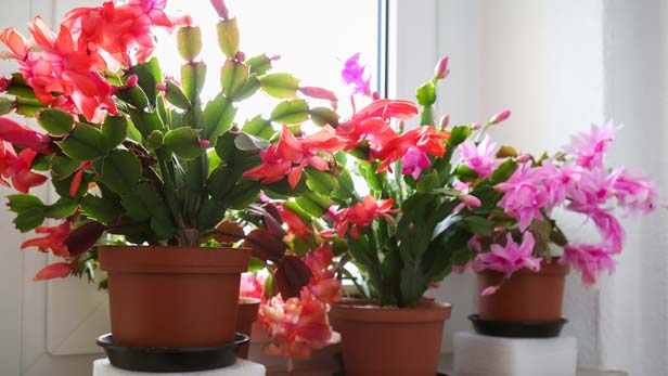 Cactus Di Natale.Schlumbergera Cure E Coltivazione Del Cactus Di Natale Pianteinforma It