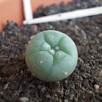 Peyote Cactus