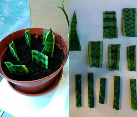 Propagazione Sansevieria