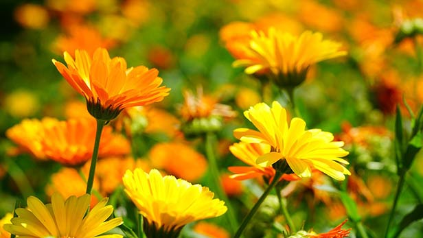 calendula proprietà e benefici