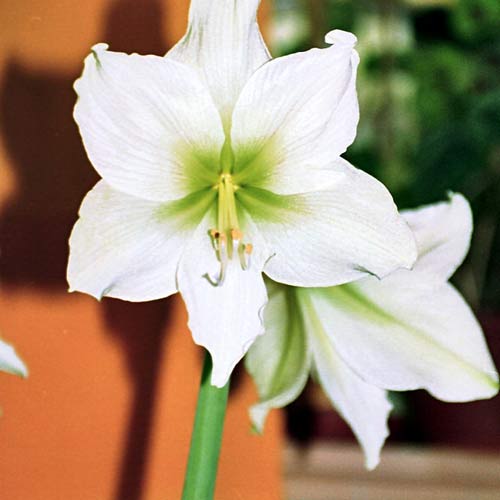 hippeastrum coltivazione