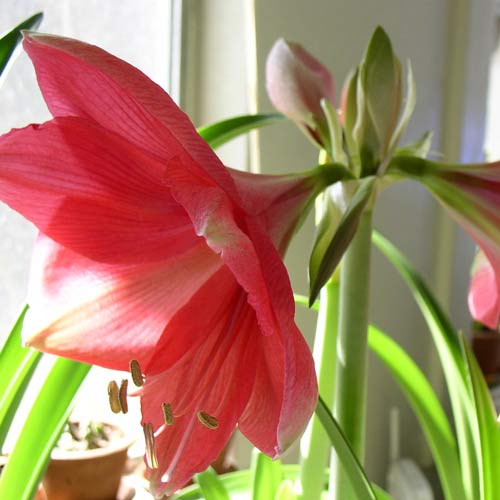 hippeastrum coltivazione