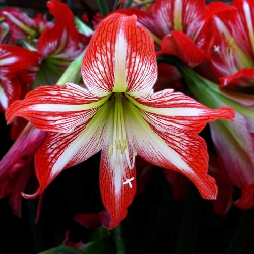 hippeastrum proprietà