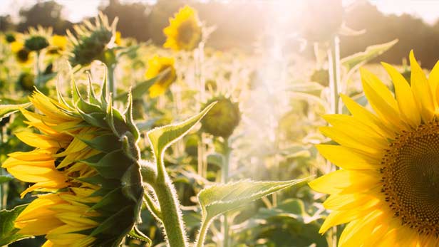 Piante bruciate dal sole rimedi e consigli