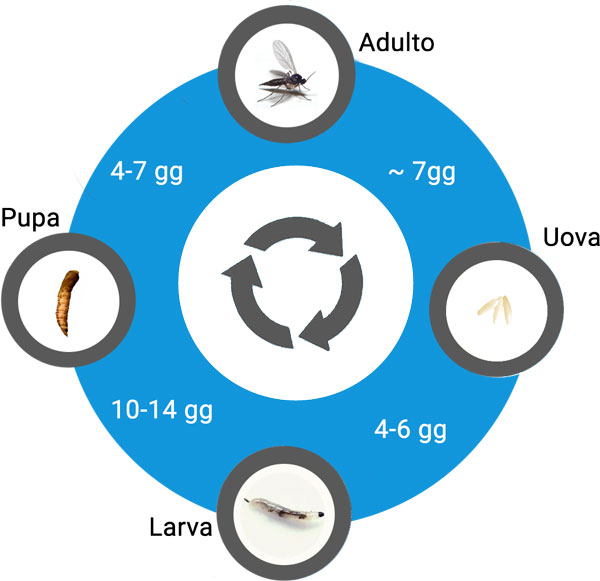 Ciclo di vita moscerini dei funghi