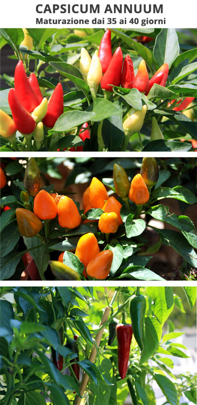 Capsicum Annuum maturazione