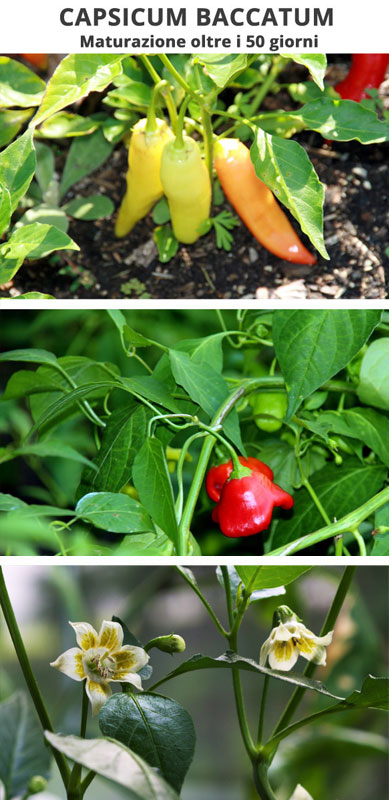 Capsicum Baccatum maturazione