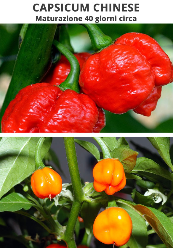 Capsicum Chinese maturazione