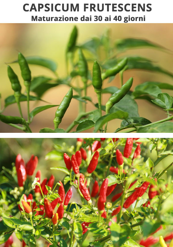 Capsicum Frutescens maturazione