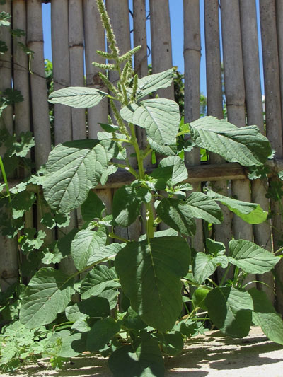 Amaranthus Blitum