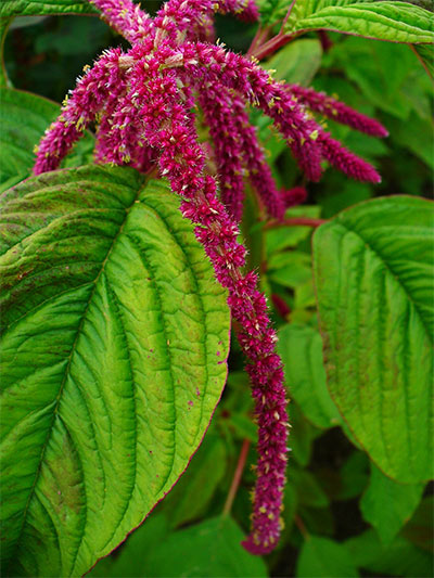 Amaranthus Caudatus