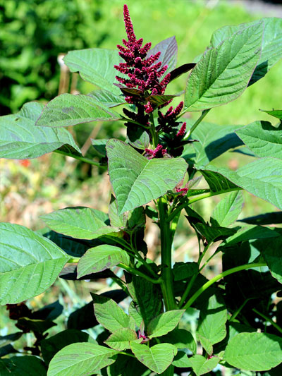 Amaranthus Hypochondriacus