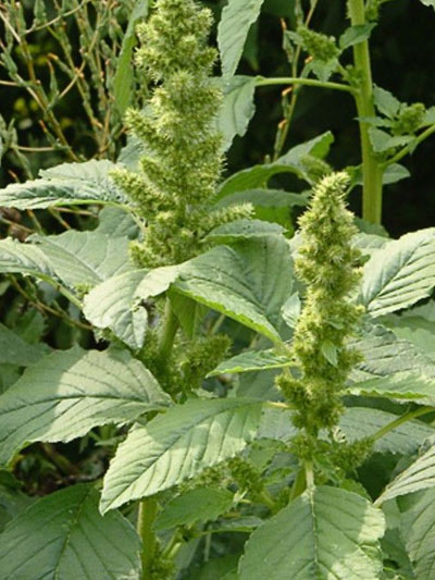 Amaranthus Retroflexus