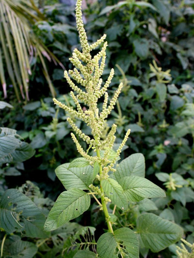 Amaranthus Viridis