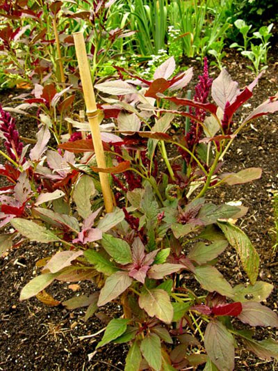 Amaranthus Cruentus