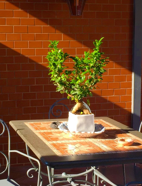 Resuscitare un bonsai: come recuperare un esemplare ormai morto